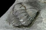 Wide Enrolled Flexicalymene Trilobite - Mt Orab, Ohio #137480-3